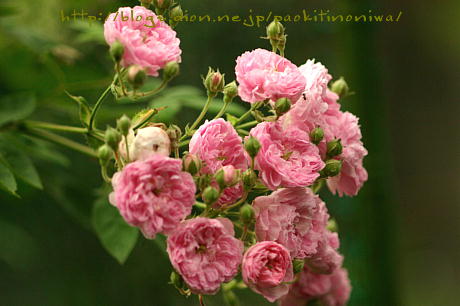 ｒｏｓｅ ｏｆ ｔｈｅ ｙａｅｒ ２００９ まとまりの無い庭